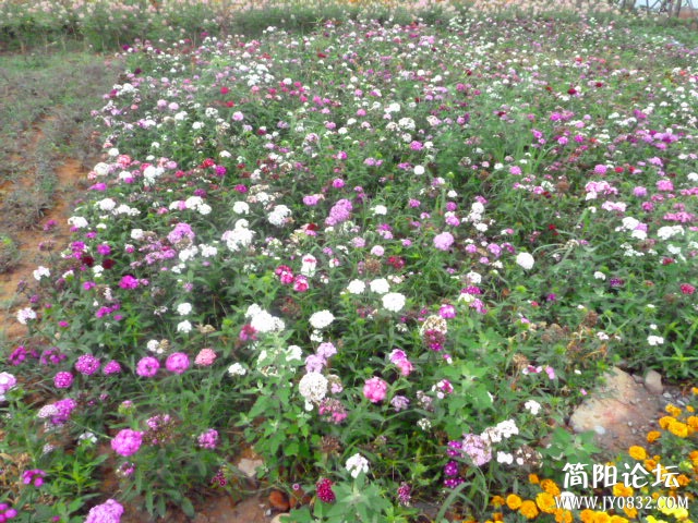 P1100923_副本.jpg
