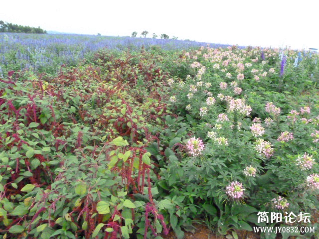 P1100956_副本.jpg
