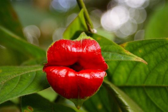 “奇葩”植物稀有“嘴唇花”似烈焰红唇.jpg