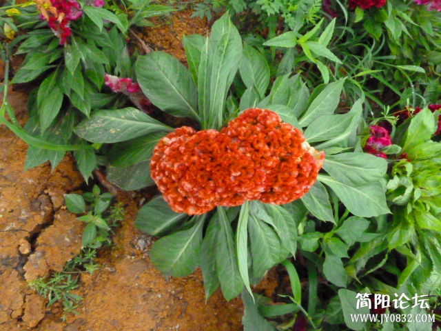 P1100957_副本.jpg