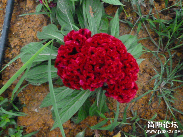 P1100958_副本.jpg