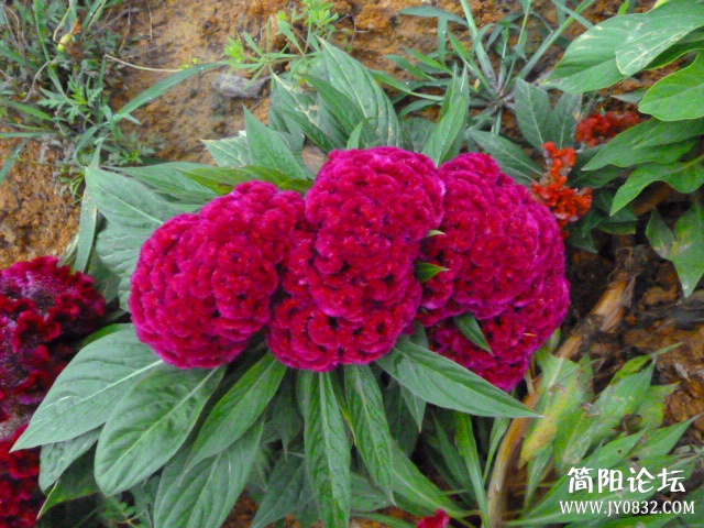 P1100959_副本.jpg