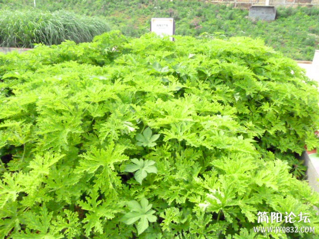 P1100980_副本.jpg