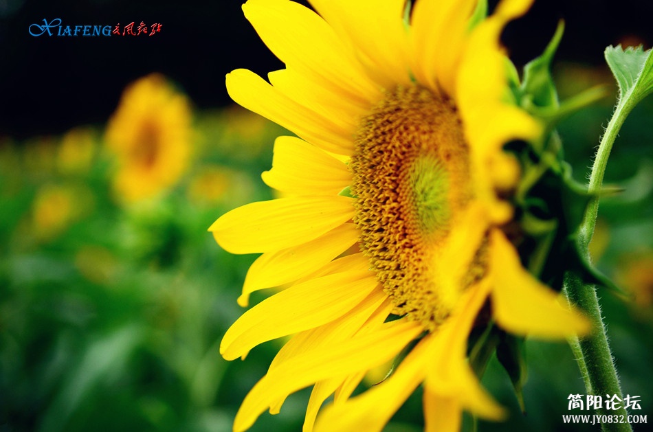 DSC_5106a.jpg