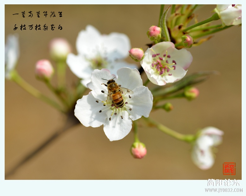 梨花白（一）——06.jpg