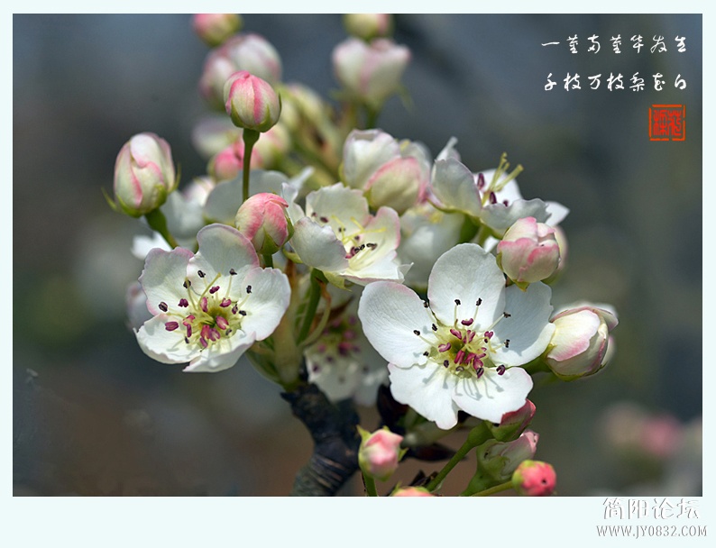 梨花白（一）——09.jpg
