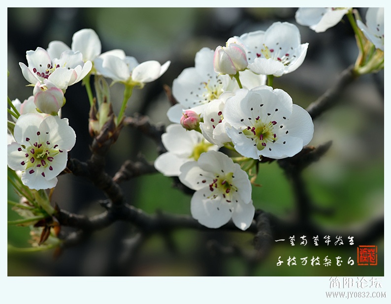 梨花白（一）——17.jpg