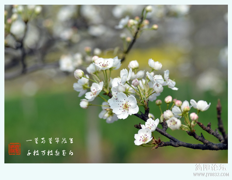 梨花白（一）——15.jpg