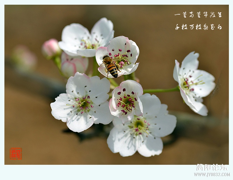 梨花白（一）——13.jpg