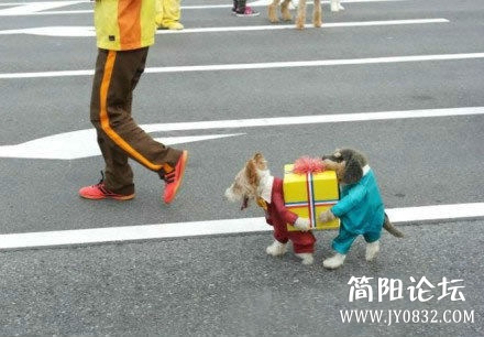 看一次笑一次!这种逆天的狗狗服装都是谁设计的啊.jpg
