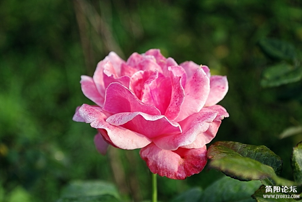 _IGP4969_调整大小.JPG