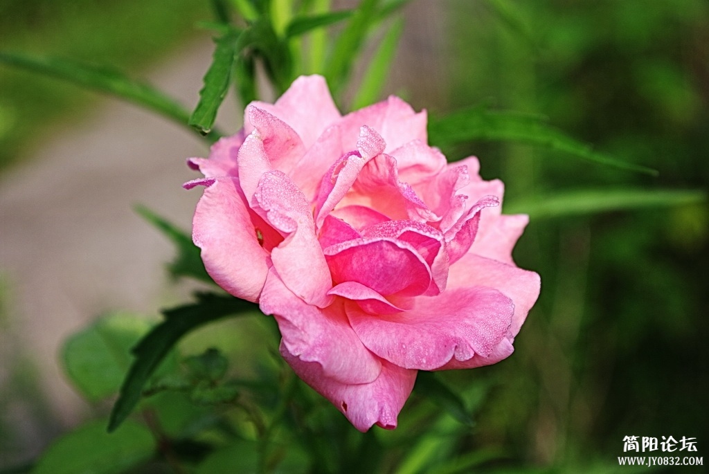 _IGP4970_调整大小.JPG