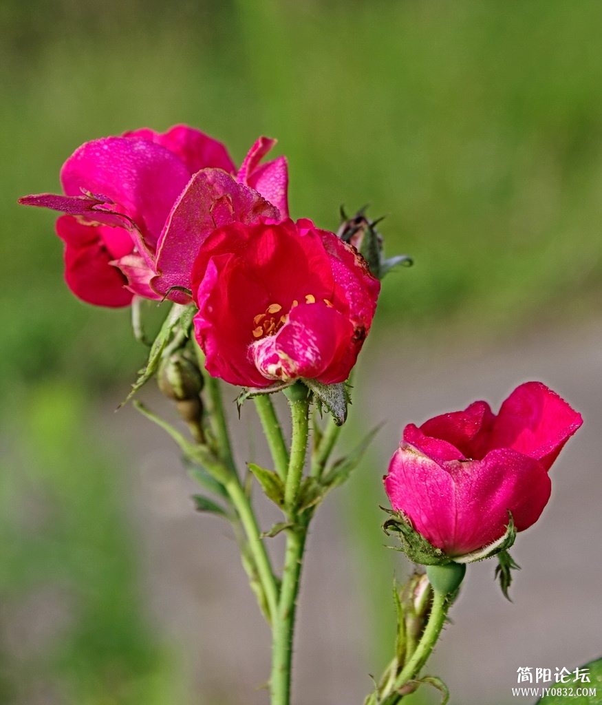 _IGP4976_调整大小.JPG