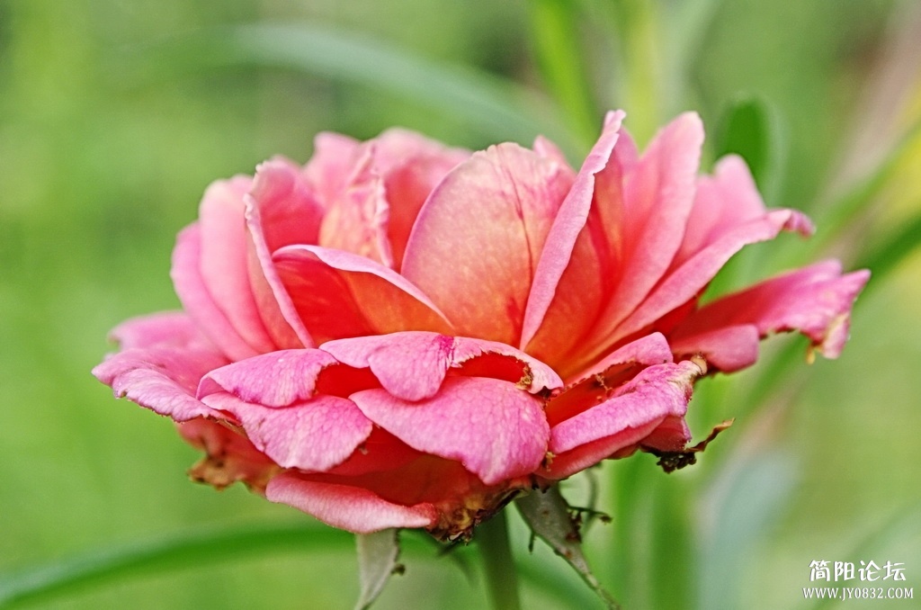 _IGP4973_调整大小.JPG