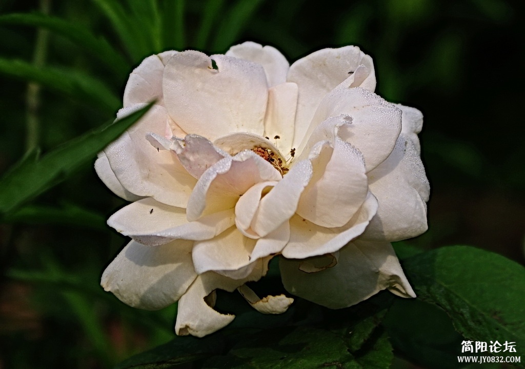 _IGP4979_调整大小.JPG
