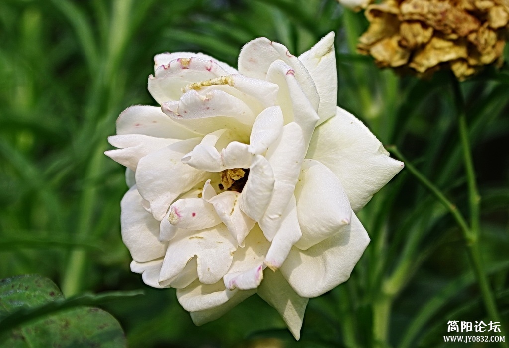 _IGP4980_调整大小.JPG