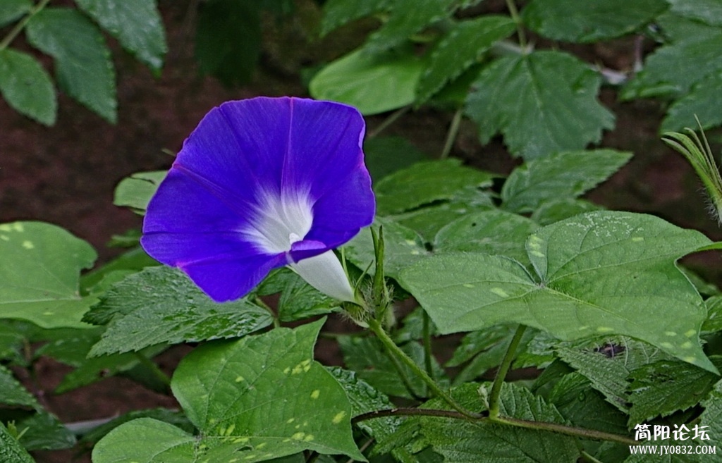 _IGP4990_调整大小.JPG
