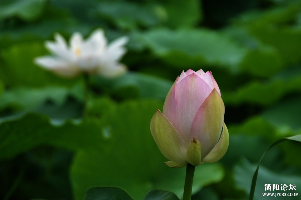 荷花06.jpg