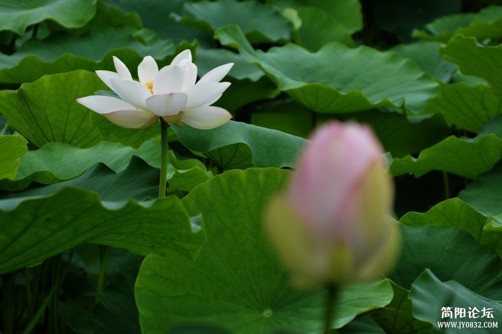 荷花07.jpg
