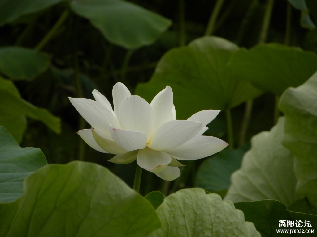 荷花09.jpg