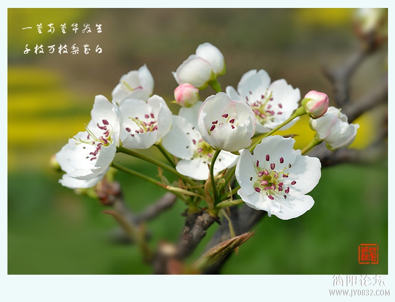 梨花白（二）——05.jpg