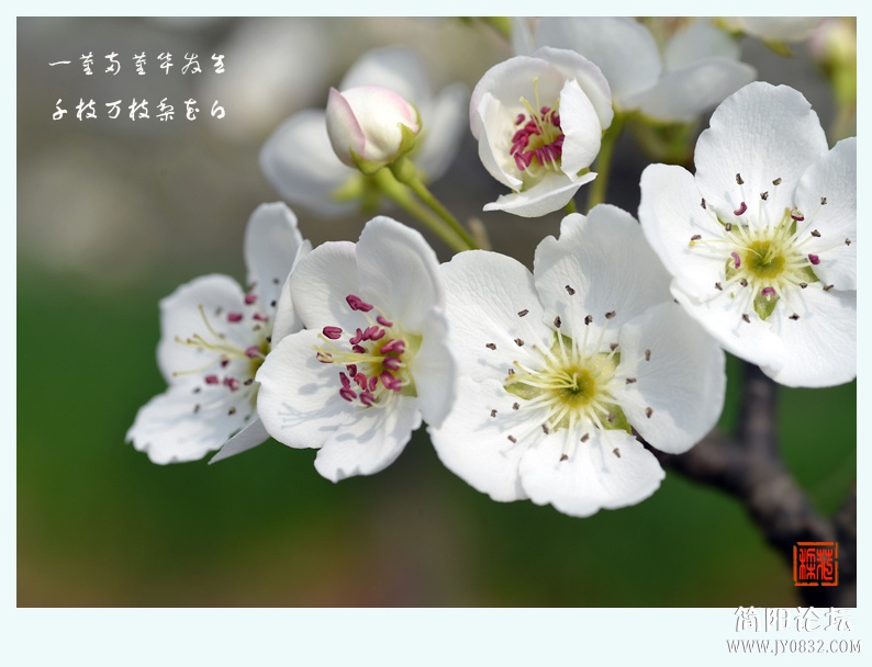 梨花白（二）——03.jpg