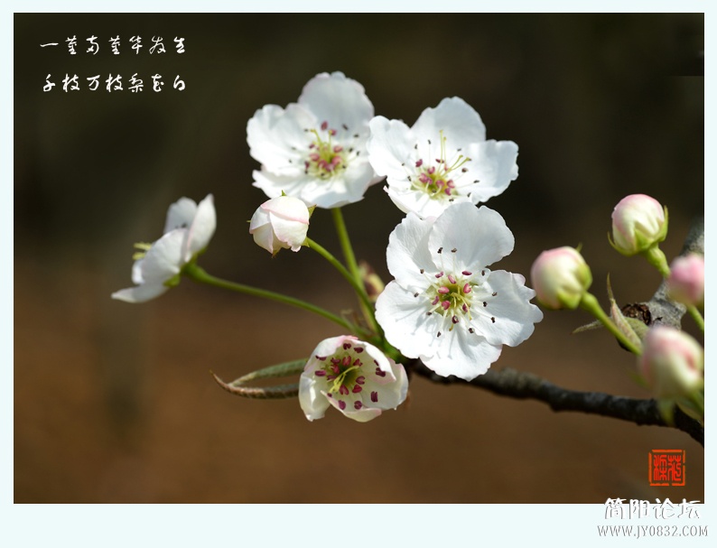 梨花白（二）——02.jpg