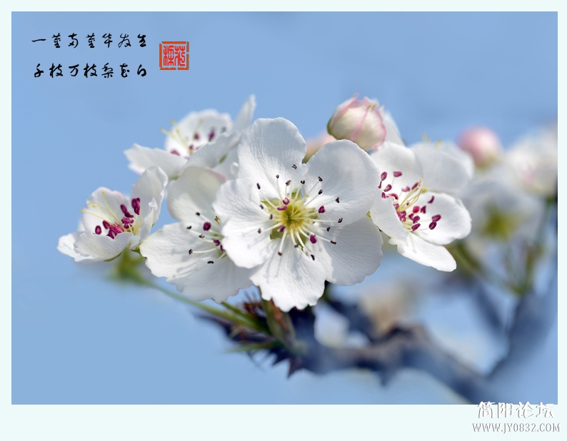 梨花白（二）——01.jpg
