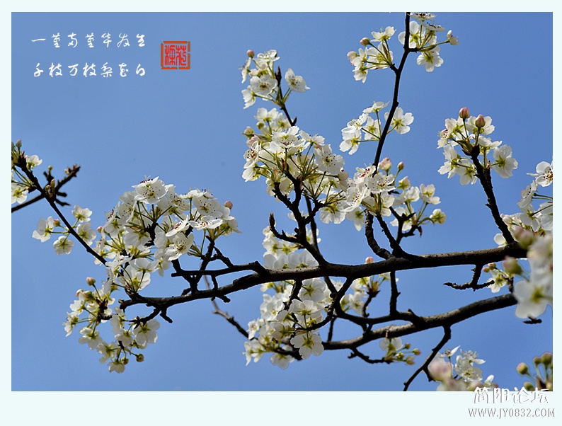梨花白（二）——10.jpg