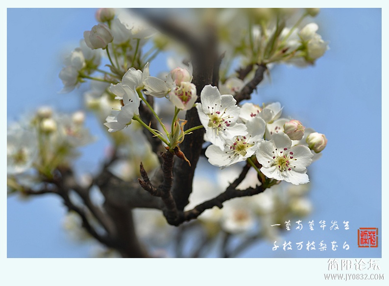 梨花白（二）——07.jpg