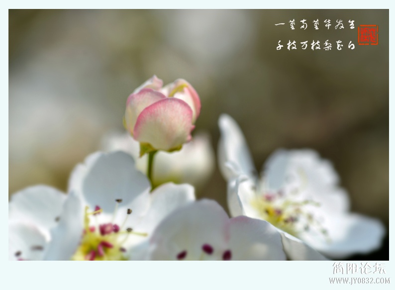 梨花白（二）——13.jpg