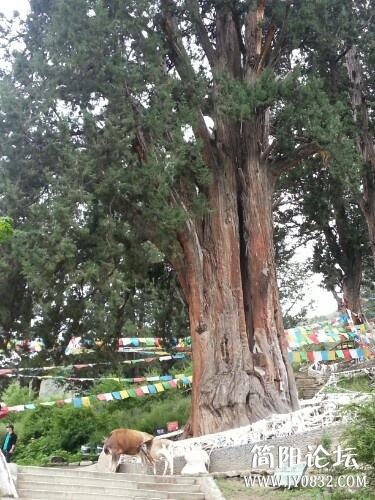 IMG20130705180015.jpg