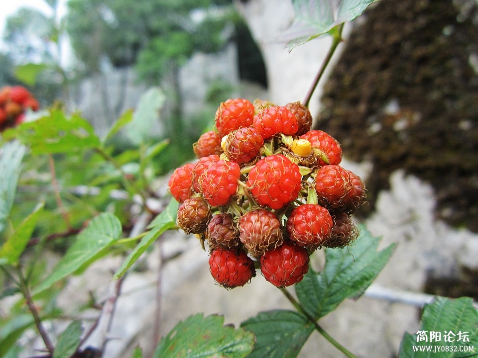 川东游击队嫩豆花图片