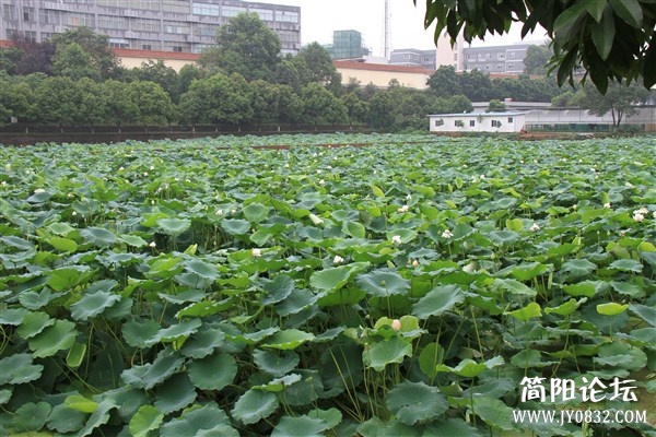 IMG_5229_副本.jpg
