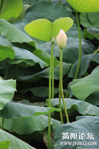 IMG_5236_副本.jpg