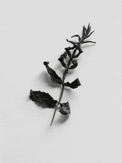 1_9b503ac91cbd3a66061cfbed2e632b40_0.gif