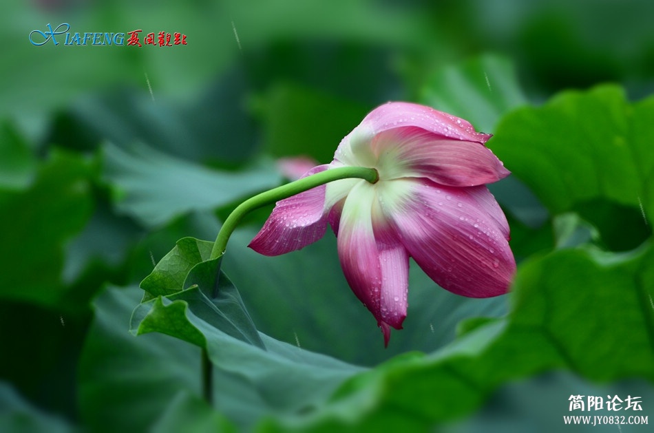 dsc_5744_HZP.jpg