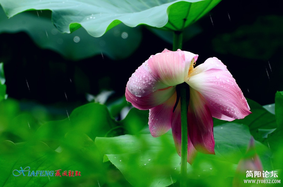 dsc_5839_副本.jpg