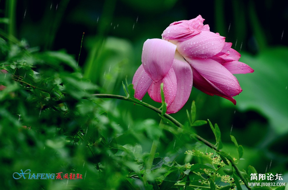 dsc_5677_副本.jpg