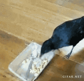 6c04e83fjw1e6okp0pc2vg207t07kkjl.gif