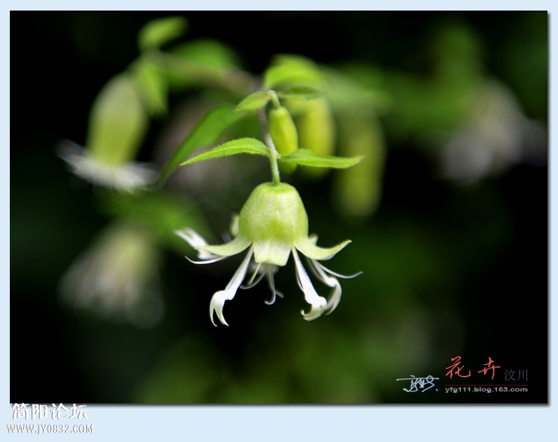 汶川花卉——10.jpg