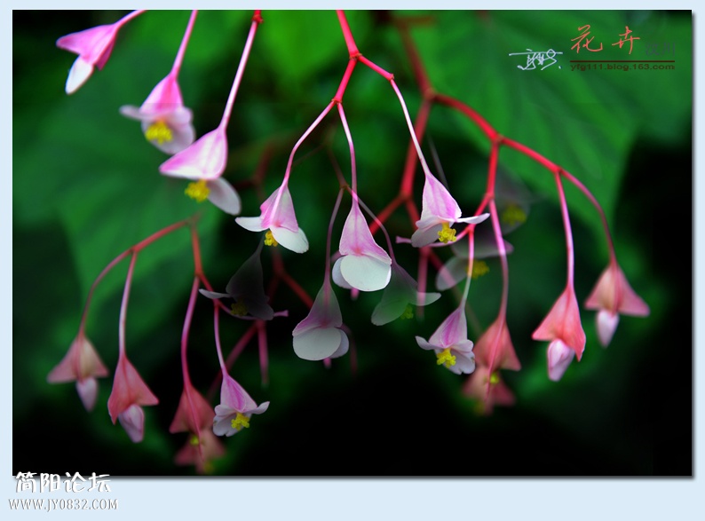 汶川花卉——08.jpg