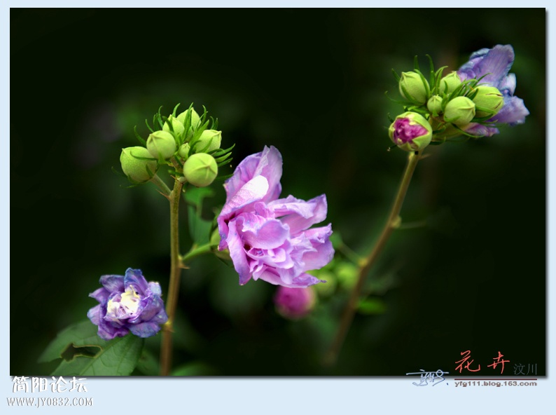 汶川花卉——15.jpg