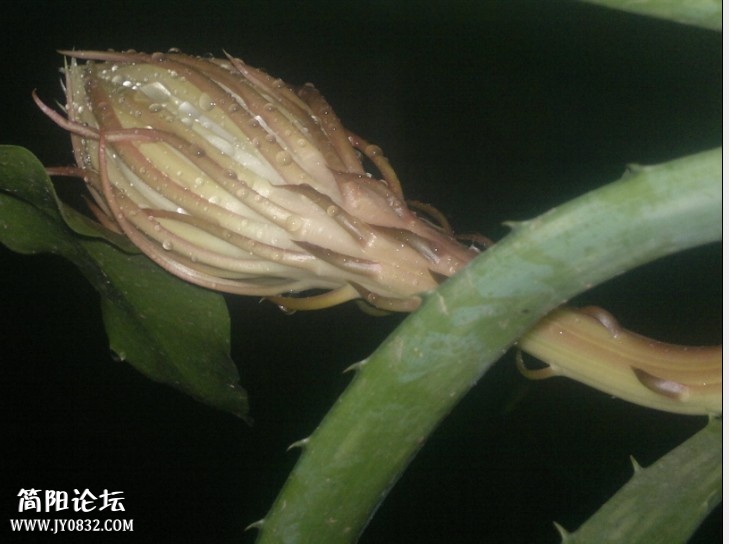曇花2.jpg