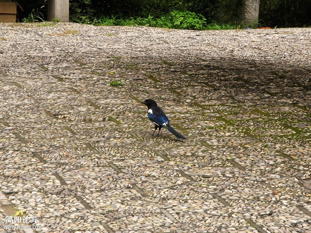 IMG_6505.jpg