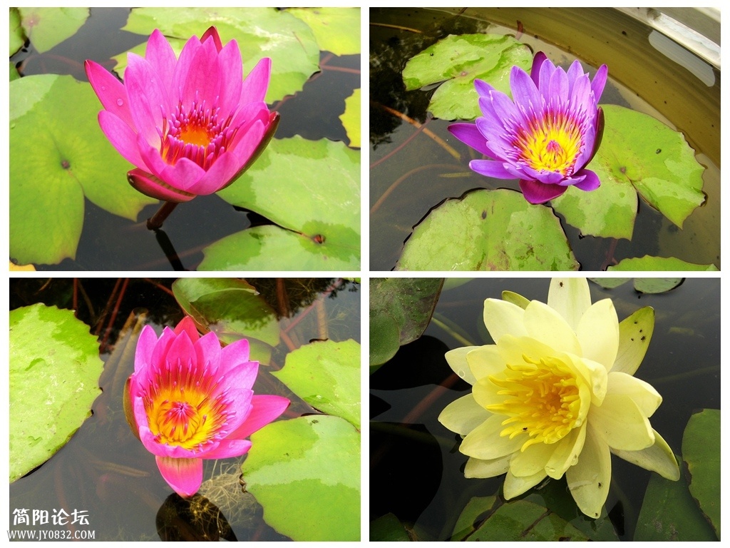 花卉1.jpg