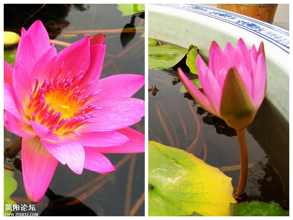 花卉2.jpg