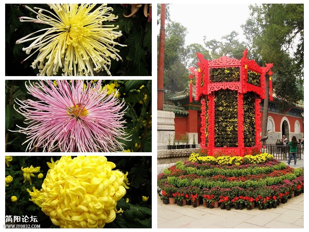 花卉6.jpg