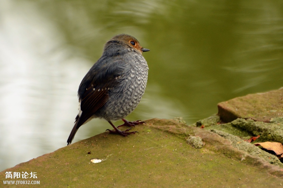 dsc_4401_副本.jpg