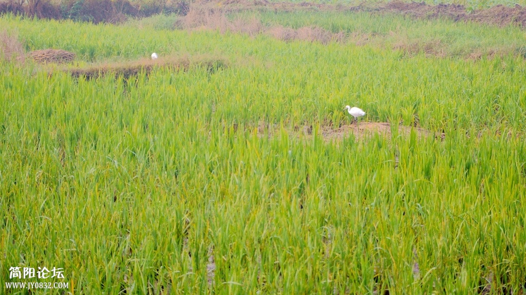 DSC_2522.JPG